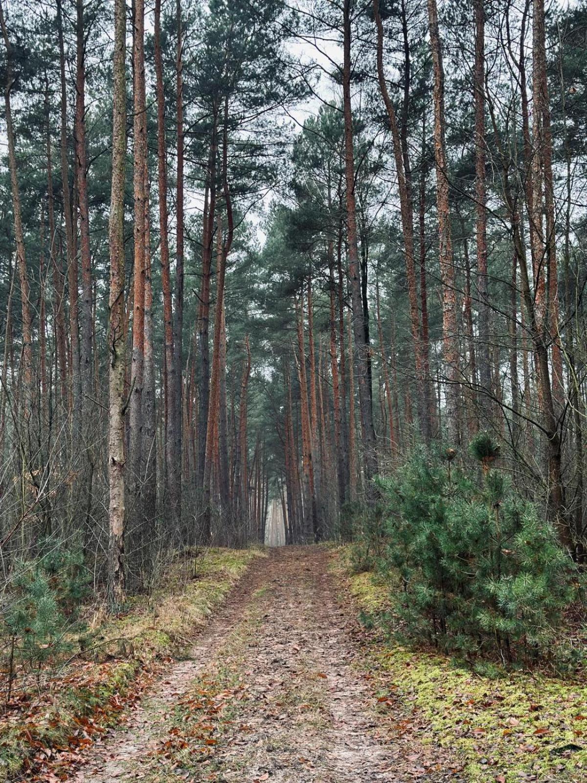 Domki Kacprowy W Lipnicy Lipnica  Esterno foto